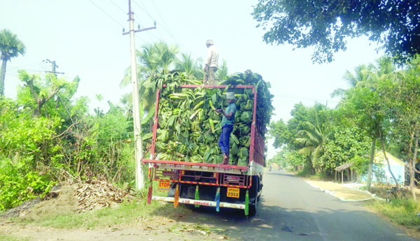 Banana-farmers-woes-the-price-has-fallen-by-more-than-half