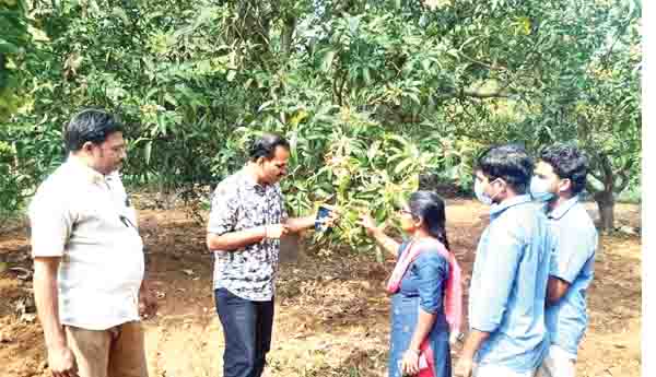 మామిడిలో తెగుళ్లపై అవగాహన