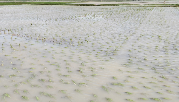 cyclone-effect-in-states-crop-damage