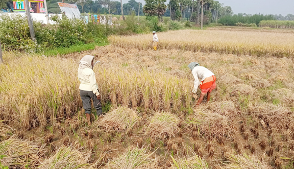 farmers-in-paddy-crop