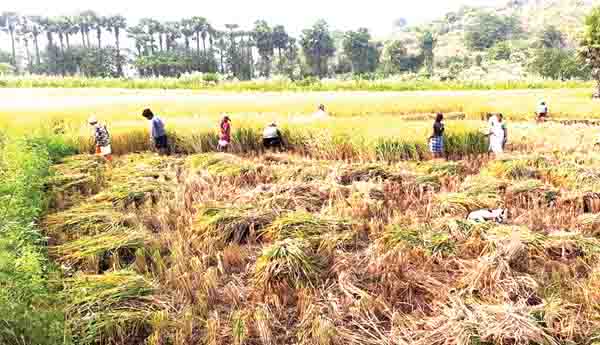  ఆందోళనలో అన్నదాతలు