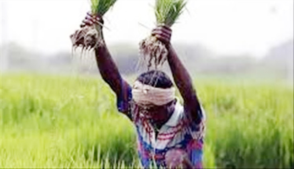 The-wages-of-agricultural-laborers-are-high-in-Kerala