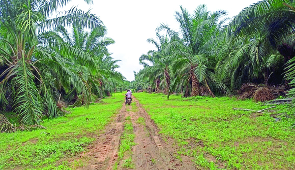 When-do-oil-palm-plants-yield