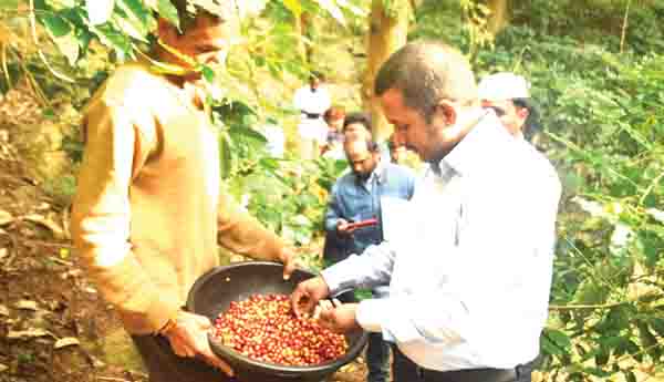 కాఫీ రైతులకు 24 గంటల్లో చెల్లింపులు