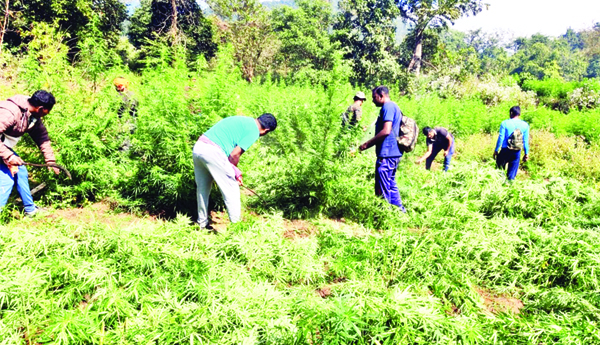 రూ.5 కోట్ల విలువైన గంజాయి తోటలు ధ్వంసం
