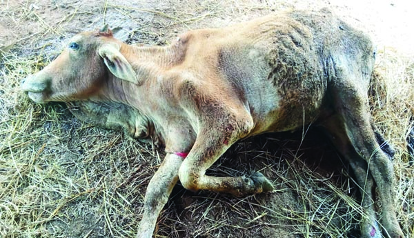 ఏజెన్సీలో విస్తరిస్తున్న 'లంపీ స్కిన్‌'