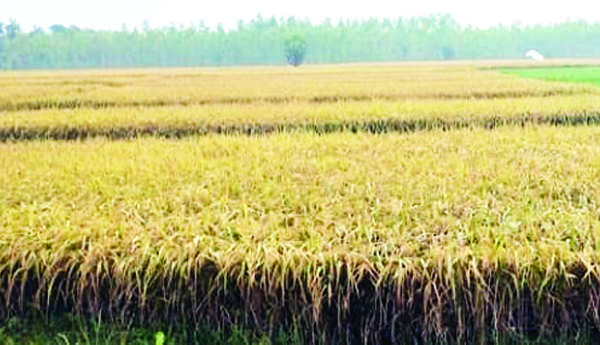 తుపాన్‌తో రైతుల్లో ఆందోళన