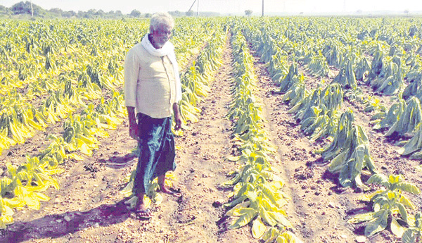 A-tobacco-farmers-donkey