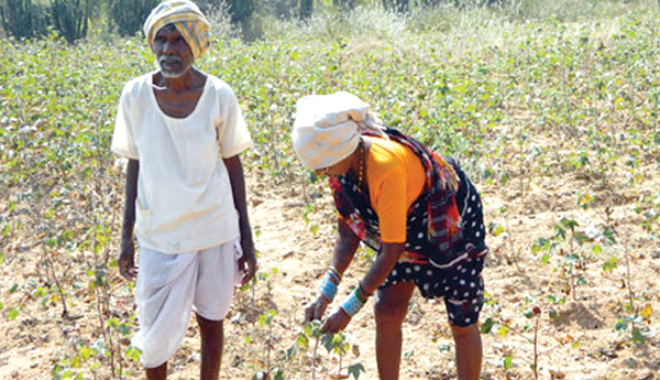 problems-of-cotton-farmers-in-ap-seeds-article-by-rambhupal