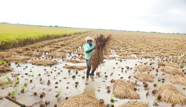 Farmers-prices
