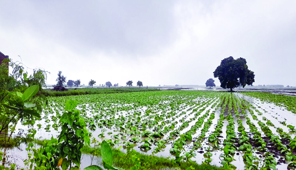 Tobacco-farmers-oyster