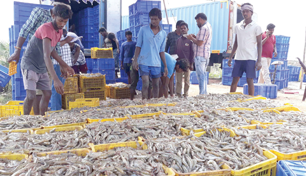 Decrease-in-demand-Vanami-farmer-prices