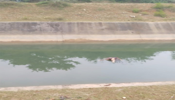 Unidentified-dead-body-in-Telugu-Ganga-canal