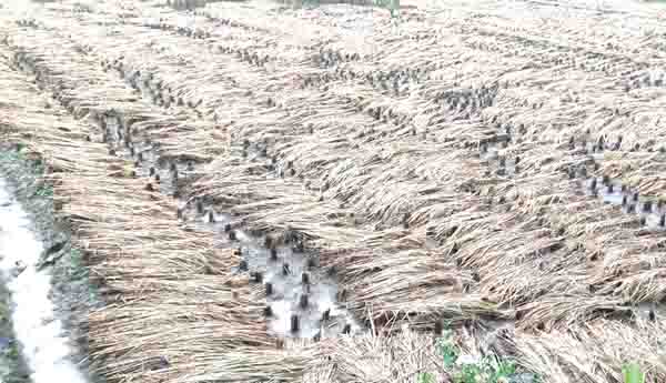 చి వరి ఆశలపై నీళ్లు