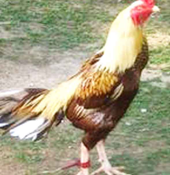 సై..సై..నై..నై..!