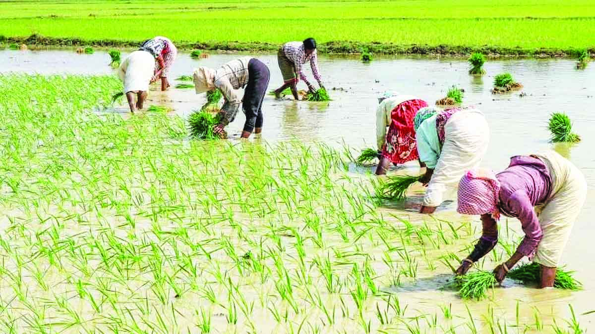 మందకొడిగా రబీ నాట్లు..!
