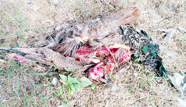 అనుమానాస్పద స్థితిలో నెమలి మృతి