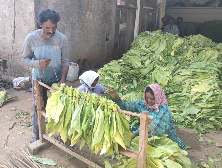 ముమ్మరంగా పొగాకు 'అల్లకం' పనులు