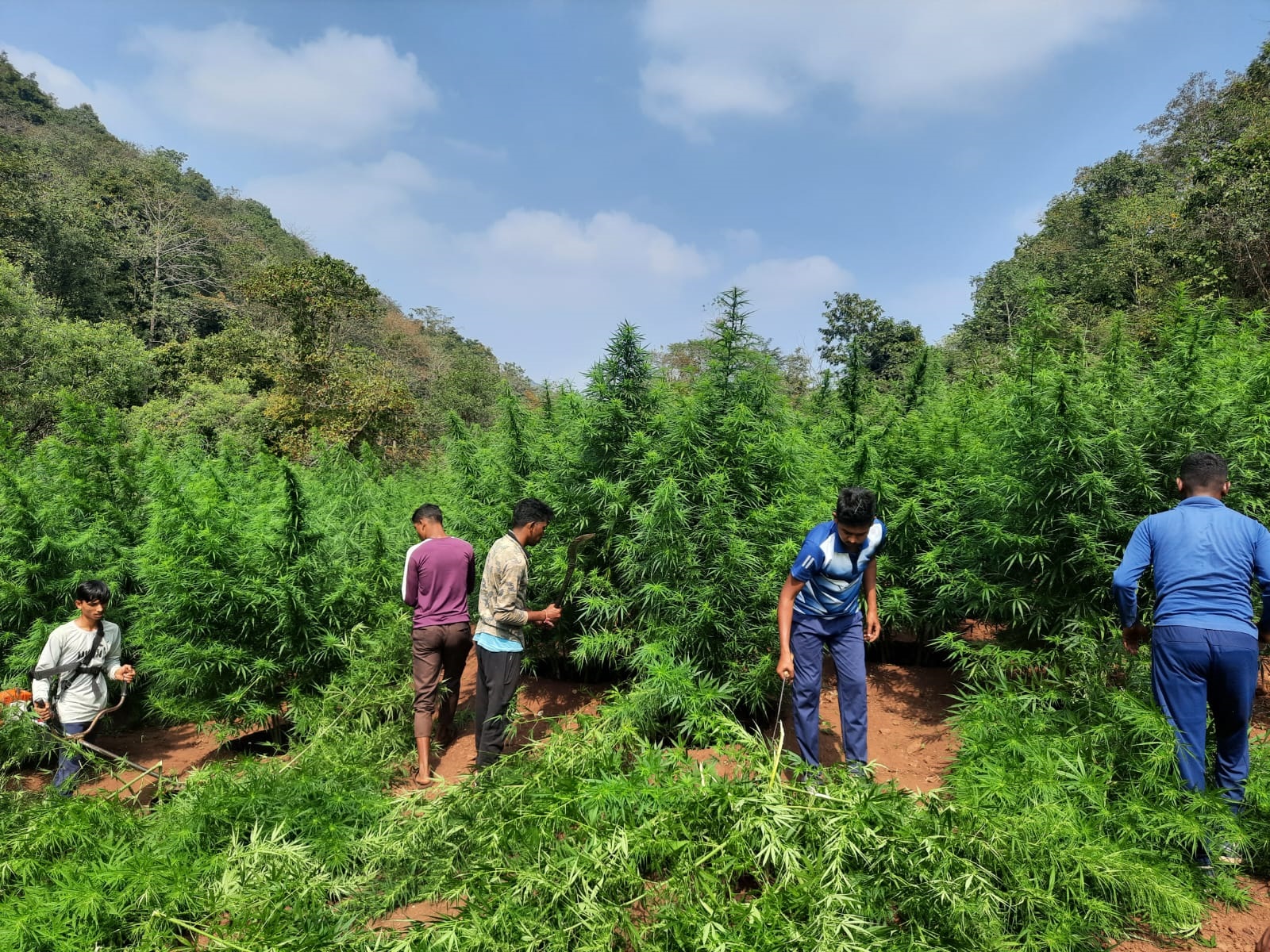 రూ.80లక్షల గంజాయి ధ్వంసం