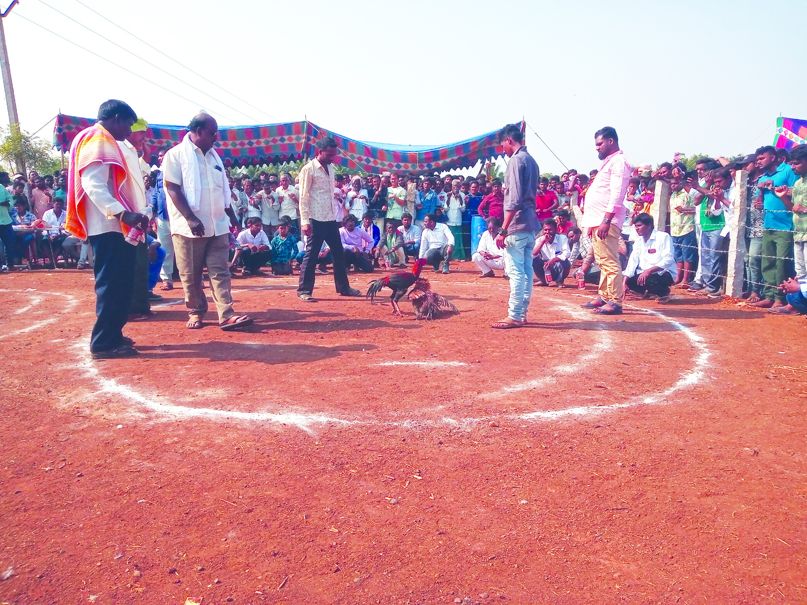 యథేచ్చగా గ్యాంబ్లింగ్‌, కోడిపందేలు