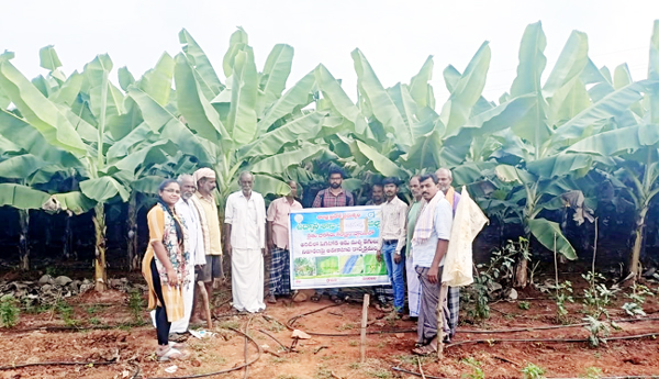 యాజమాన్య పద్ధతులతో అధిక దిగుబడి