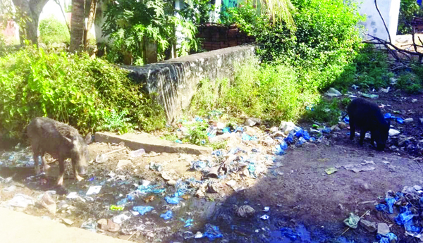 వడ్డాదిలో దోమలు స్వైర విహారం