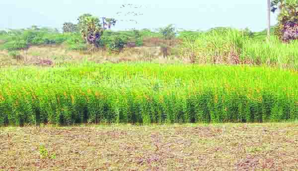 జనుము సాగుతో అదనపు ఆదాయం