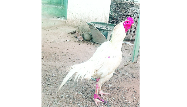 కోడి పందేలకు సిద్ధం