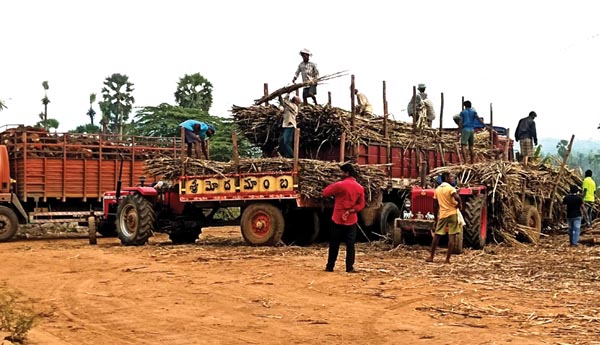  శాశ్వతంగా చెరకు కాటా ఏర్పాటు చేయరూ..