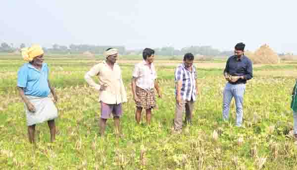 సస్యరక్షణ చర్యలు పాటించాలి