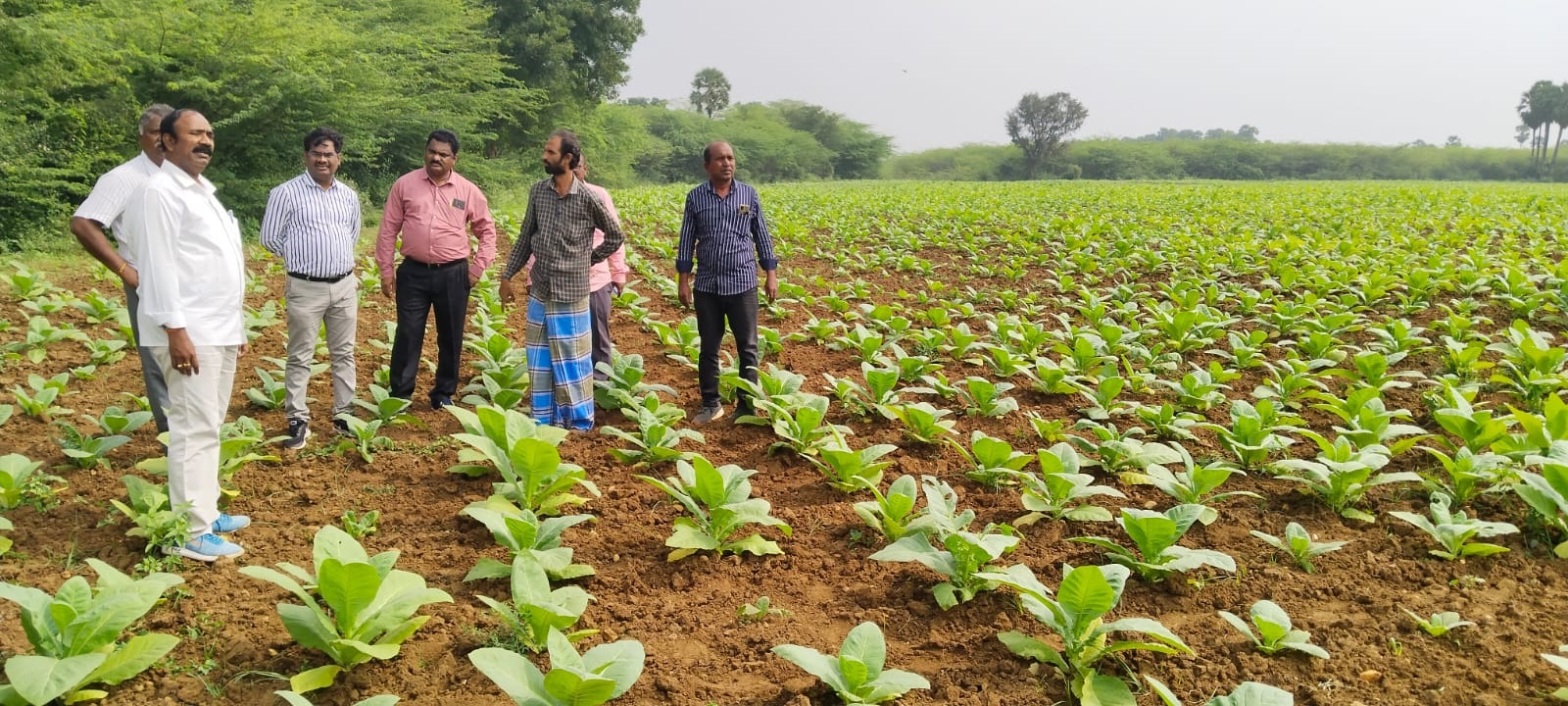 పొగాకు పంట పరిశీలన