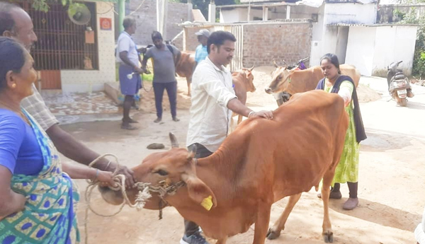 medical-camp-for-animals