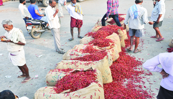 Optimistic-chilli-prices