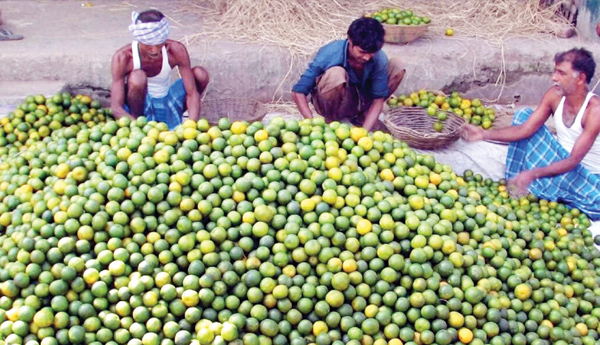 The-price-of-a-fallen-lemon