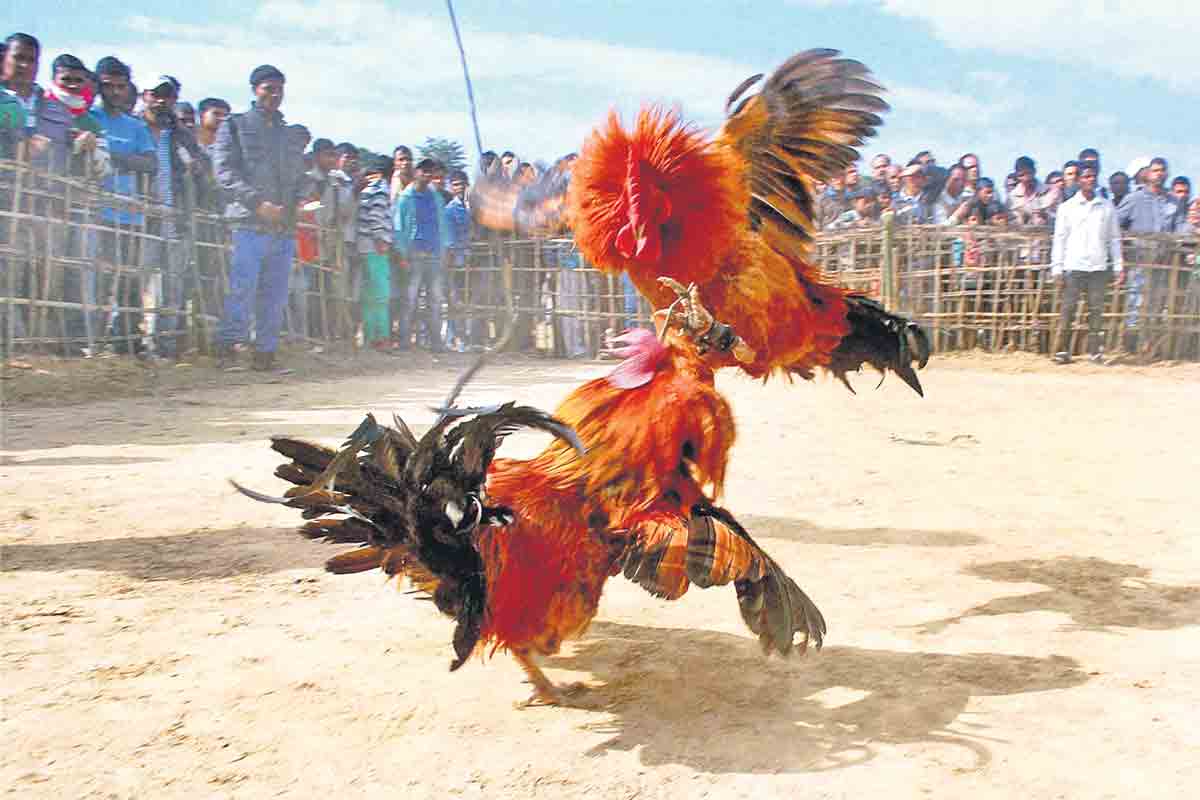 పెద్దఎత్తున కోడి పందేలకు రంగం సిద్థం