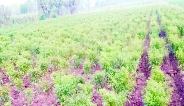 మిర్చి పంట.. రైతు కంట్లో మంట