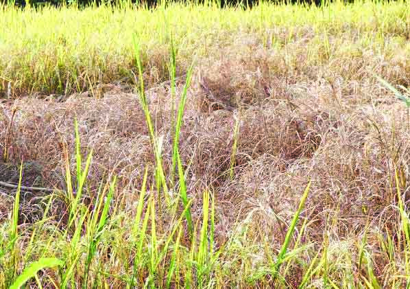 ఉప్పు కయ్యలు.. వరి పొలాలు..!