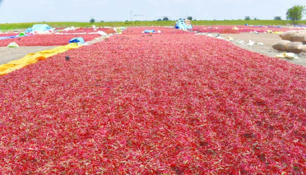 మార్కెట్‌లో మిర్చి ధర పతనం