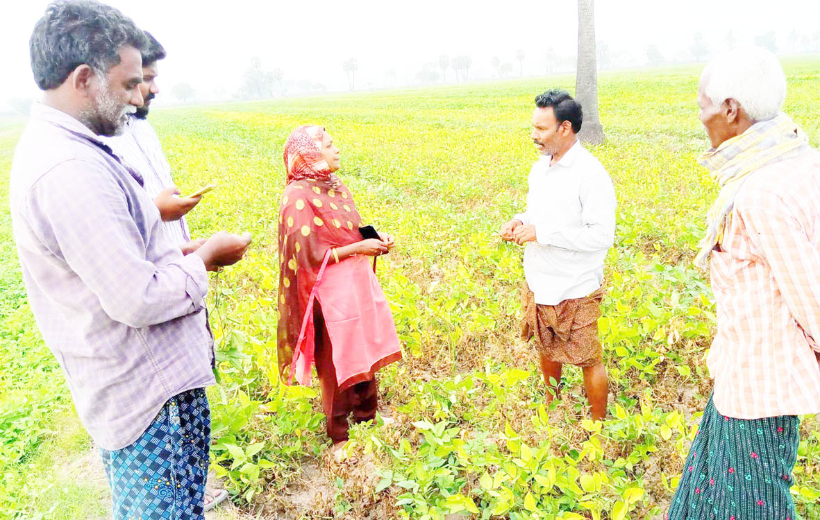 మినుము పంటలో తెగులును నివారించాలి