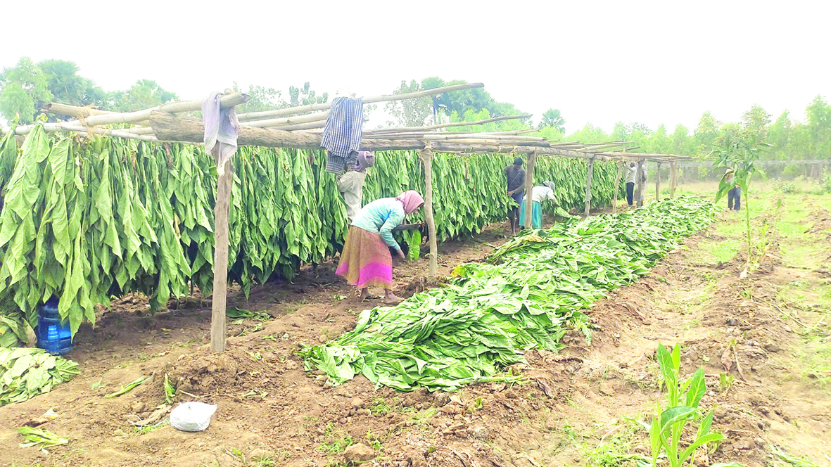 ఆశాజనకంగా నాటు పొగాకు దిగుబడి