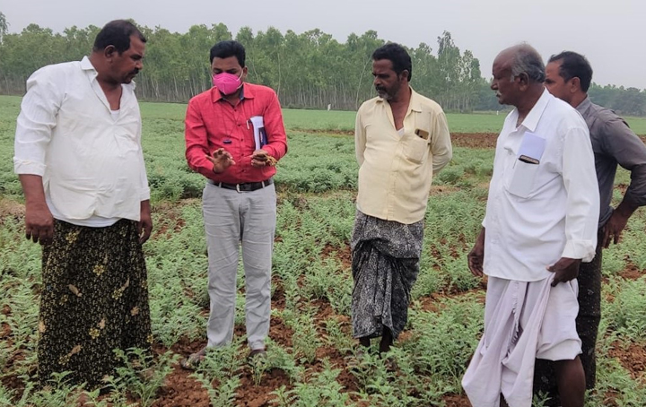 శనగ పంట పరిశీలన