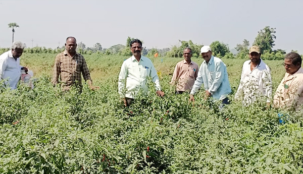 CPM-observe-mirchi-cultivation