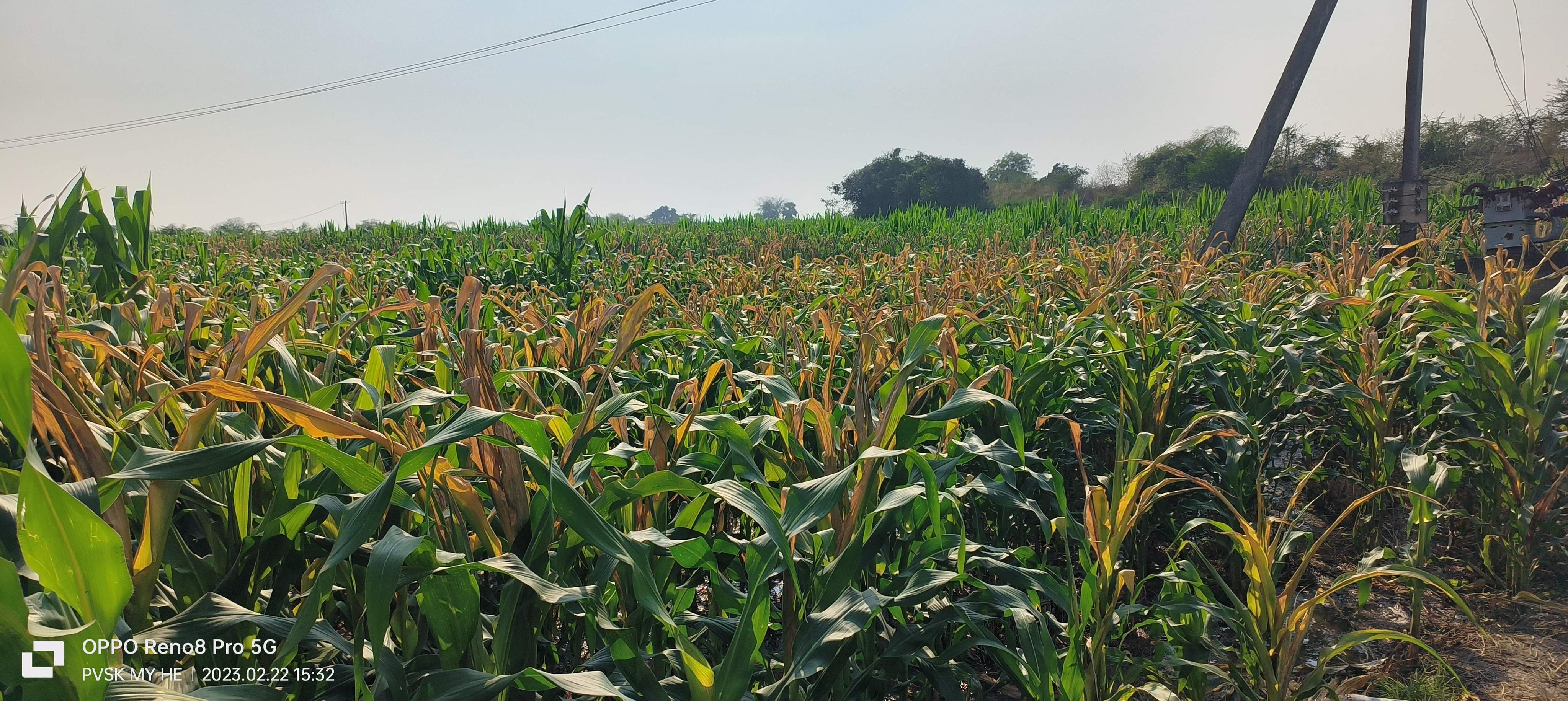 నకిలీ పురుగు మందులు.. నట్టేట మునుగుతున్న రైతులు