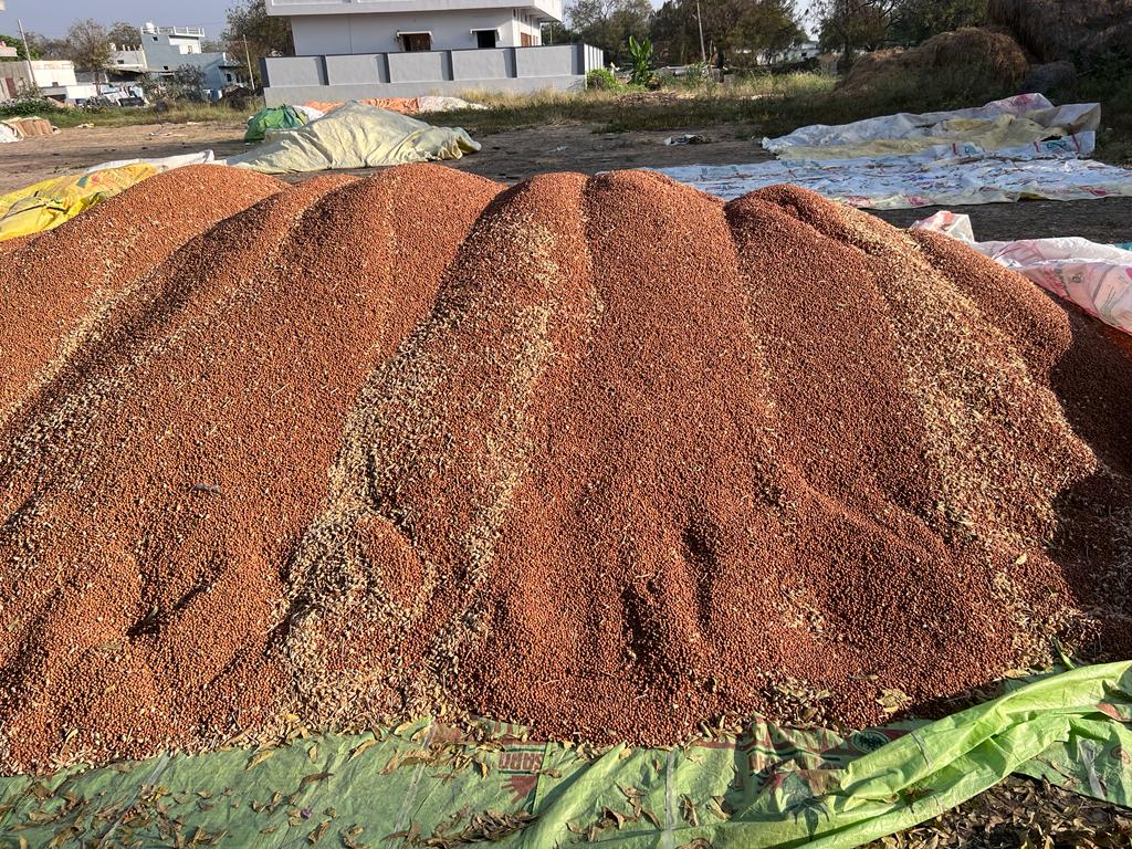 కుప్పలుగా పోసిన పప్పు శనగ ధాన్యం