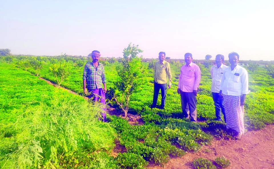   చీనీతోటను పరిశీలిస్తున్న వ్యవసాయ అధికారులు