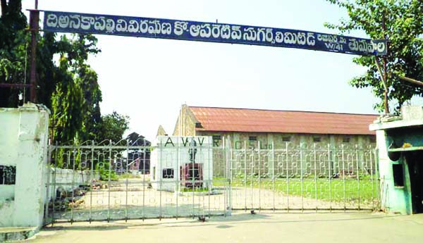 Thummapala-for-sale