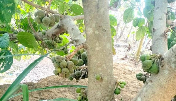 anjura-fruits-in-rajavommangi