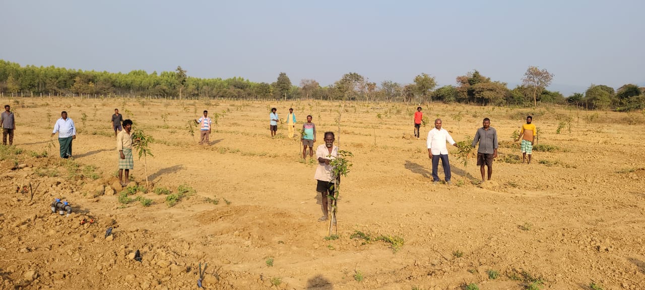  నారపరెడ్డి కుంట గూడెంలో మామిడి మొక్కలను నాటిన దృశ్యం 