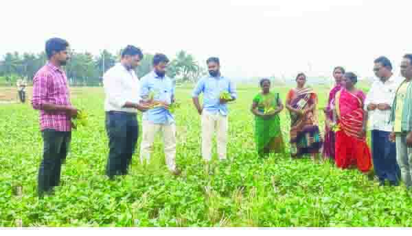 అపరాల్లో సస్యరక్షణపై అవగాహన