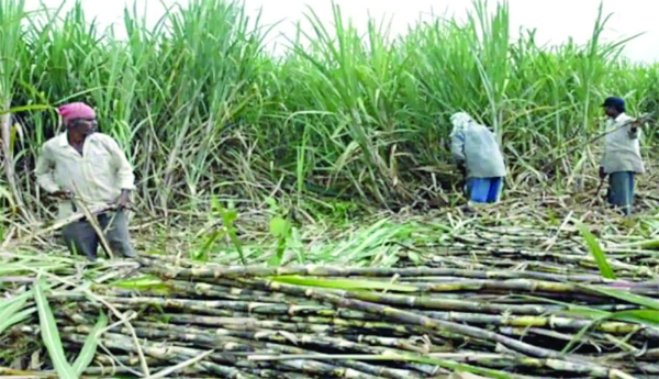 Sugar-cane-growing